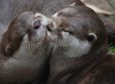 two-otters-342174_1280